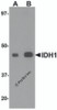Western blot analysis of IDH1 in HepG2 cell lysate with IDH1 antibody at (A) 1 and (B) 2 &#956;g/mL.