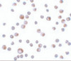 Immunocytochemistry of TCTN3 in HeLa cells with TCTN3 antibody at 4 ug/mL.