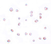 Immunocytochemistry of SCRN2 in 293 cells with SCRN2 antibody at 20 ug/mL.