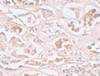 Immunohistochemistry of ALKBH2 in human kidney tissue with ALKBH2 antibody at 10 ug/mL.