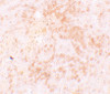 Immunohistochemistry of HVCN1 in rat spleen tissue with HVCN1 antibody at 5 ug/mL.