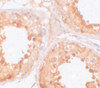 Immunohistochemistry of YBX2 in human testis tissue with YBX2 antibody at 10 ug/mL.