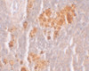 Immunohistochemistry of NOD5 in rat spleen tissue with NOD5 antibody at 10 ug/mL.