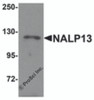 Western blot analysis of NALP13 in K562 cell lysate with NALP13 antibody at 1 &#956;g/mL.