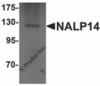 Western blot analysis of NALP14 in rat brain tissue lysate with NALP14 antibody at 1 &#956;g/mL.