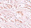 Immunohistochemistry of BANP in human kidney tissue with BANP antibody at 10 ug/mL.