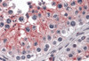 Immunohistochemistry of KPNA5 in human testis tissue with KPNA5 antibody at 5 &#956;g/mL.