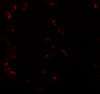 Immunofluorescence of KPNA6 in 293 cells with KPNA6 antibody at 20 ug/mL.