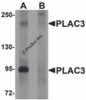 Western blot analysis of PLAC3 in HeLa cell lysate with PLAC3 antibody at 1 &#956;g/mL in (A) the absence and (B) the presence of blocking peptide.