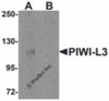 Western blot analysis of PIWI-L3 in 3T3 cell lysate with PIWI-L3 antibody at 1 &#956;g/mL in (A) the absence and (B) the presence of blocking peptide.