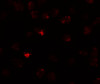 Immunofluorescence of PIWI-L3 in 3T3 cells with PIWI-L3 antibody at 20 ug/mL.
