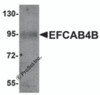 Western blot analysis of EFCAB4B in mouse kidney tissue lysate with EFCAB4B antibody at 1 &#956;g/mL.