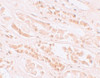 Immunohistochemistry of EFCAB4B in human kidney tissue with EFCAB4B antibody at 10 ug/mL.