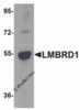 Western blot analysis of LMBRD1 in human brain tissue lysate with LMBRD1 antibody at 1 &#956;g/mL.
