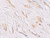 Immunohistochemistry of PEAR1 in human kidney tissue with PEAR1 antibody at 2.5 ug/mL.