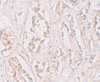 Immunohistochemistry of STOX2 in human kidney tissue with STOX2 antibody at 2.5 ug/mL.
