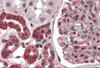 Immunohistochemistry of ZNF521 in human kidney tissue with ZNF521 antibody at 5 &#956;g/mL.