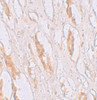 Immunohistochemistry of ZIP1 in human kidney tissue with ZIP1 antibody at 2.5 ug/mL.