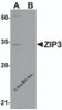 Western blot analysis of ZIP3 in mouse lung tissue lysate with ZIP3 antibody at 1 &#956;g/mL in (A) the absence and (B) the presence of blocking peptide.