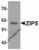 Western blot analysis of ZIP5 in human spleen tissue lysate with ZIP5 antibody at 1 &#956;g/mL.