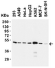 Figure 2 Western Blot Validation in Human Cell Lines
Loading: 15 ug of lysates per lane.
Antibodies: ZIP7, 6093 (1 ug/mL) , 1h incubation at RT in 5% NFDM/TBST.
Secondary: Goat anti-rabbit IgG HRP conjugate at 1:10000 dilution.