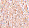 Immunohistochemistry of ZIP10 in human spleen tissue with ZIP10 antibody at 2.5 ug/mL.