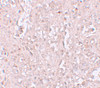 Immunohistochemistry of ZIP13 in human spleen tissue with ZIP13 antibody at 2.5 &#956;g/mL.