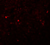 Immunofluorescence of ZIP13 in human spleen tissue with ZIP13 antibody at 20 ug/mL.