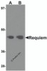 Western blot analysis of Requiem in mouse kidney tissue lysate with Requiem antibody at 1 &#956;g/mL.