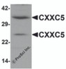 Western blot analysis of CXXC5 in human brain tissue lysate with CXXC5 antibody at 1 &#956;g/mL.