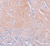 Immunohistochemistry of CXXC5 in human brain tissue with CXXC5 antibody at 2.5 ug/mL.