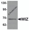 Western blot analysis of WIZ in rat lung tissue lysate with WIZ antibody at 1 &#956;g/mL.
