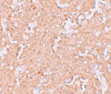 Immunohistochemistry of ZBTB8 in human spleen tissue with ZBTB9 antibody at 2.5 ug/mL.