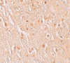 Immunohistochemistry of PION in human brain tissue with PION antibody at 5 ug/mL.