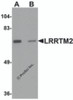 Western blot analysis of LRRTM2 in SK-N-SH cell lysate with LRRTM2 antibody at 1 &#956;g/mL in (A) the absence and (B) the presence of blocking peptide.