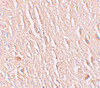 Immunohistochemistry of LRRTM3 in human brain tissue with LRRTM3 antibody at 2.5 ug/mL