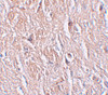 Immunohistochemistry of LRRTM4 in human brain tissue with LRRTM4 antibody at 2.5 ug/mL.