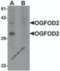 Western blot analysis of OGFOD2 in 293 cell lysate with OGFOD2 antibody at 1 &#956;g/mL in (A) the absence and (B) the presence of blocking peptide.