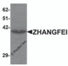 Western blot analysis of ZHANGFEI in K562 cell lysate with ZHANGFEI antibody at 1 &#956;g/mL.