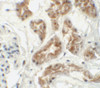 Immunohistochemistry of ZNF346 (CT) in human kidney tissue with ZNF346 (CT) antibody at 5 ug/mL.