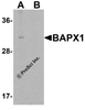Western blot analysis of BAPX1 in human brain tissue lysate with BAPX1 antibody at 1 &#956;g/mL in (A) the absence and (B) the presence of blocking peptide.