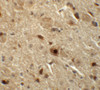 Immunohistochemistry of BAPX1 in mouse brain tissue with BAPX1 antibody at 5 ug/mL.