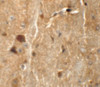 Immunohistochemistry of TMEM192 in mouse brain tissue with TMEM192 antibody at 5 ug/mL.