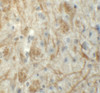 Immunohistochemistry of ZFP219 in mouse brain tissue with ZFP219 antibody at 5 ug/mL.