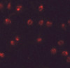 Immunofluorescence of ZFP291 in A20 cells with ZFP291 antibody at 20 ug/mL.