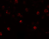 Immunofluorescence of SLAMF4 in Daudi cells with SLAMF4 antibody at 20 ug/mL.