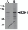 Western blot analysis of EZH1 in mouse lung tissue lysate with EZH1 antibody at (A) 1 and (B) 2 &#956;g/mL