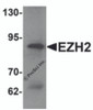 Western blot analysis of EZH2 in 293 cell lysate with EZH2 antibody at 1 &#956;g/mL.
