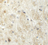 Immunohistochemistry of PPR5 in mouse brain tissue with PPR5 antibody at 5 ug/mL.