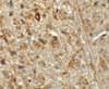 Immunohistochemistry of ORMDL1 in mouse brain tissue with ORMDL1 antibody at 5 ug/mL.